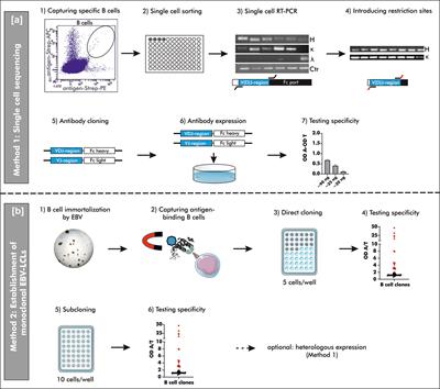 Comparison of Two Strategies to Generate Antigen-Specific Human Monoclonal Antibodies: Which Method to Choose for Which Purpose?